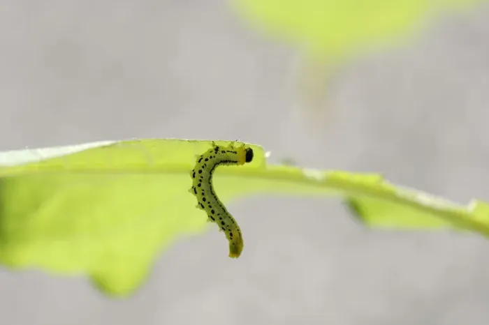 Framed Print : Sawfly, larva (Craesus septentrionalis) Framed Print : Sawfly, larva (Craesus septentrionalis)