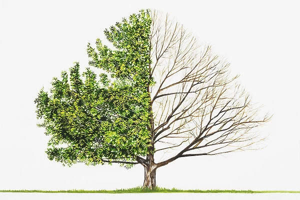 Sawtooth Oak (Quercus acutissima)
