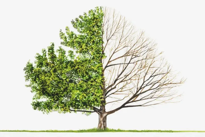 Framed Print : Sawtooth Oak (Quercus acutissima) Framed Print : Sawtooth Oak (Quercus acutissima)