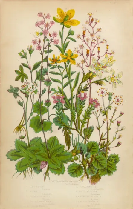 Framed Print : Saxifrage, Saxifraga, Rockfoil and Succulent Victorian Botanical Illustration Framed Print : Saxifrage, Saxifraga, Rockfoil and Succulent Victorian Botanical Illustration