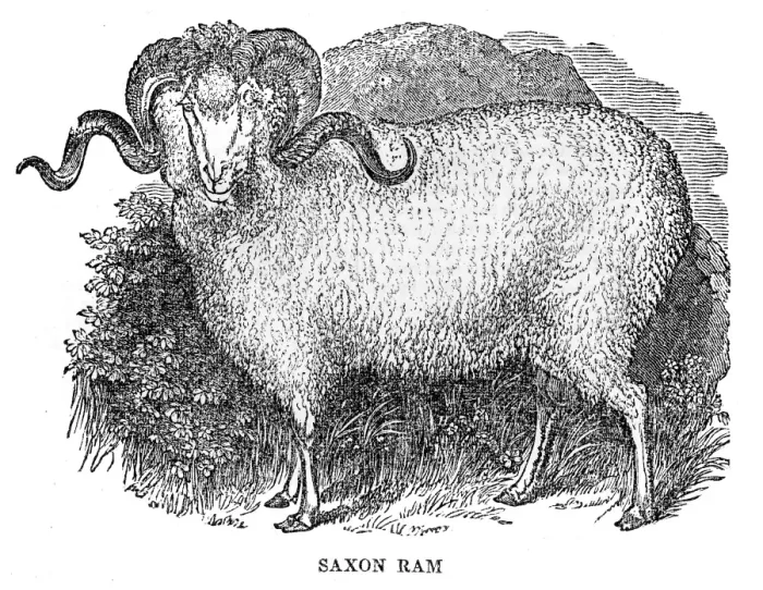Framed Print : Saxon ram engraving 1844 Framed Print : Saxon ram engraving 1844