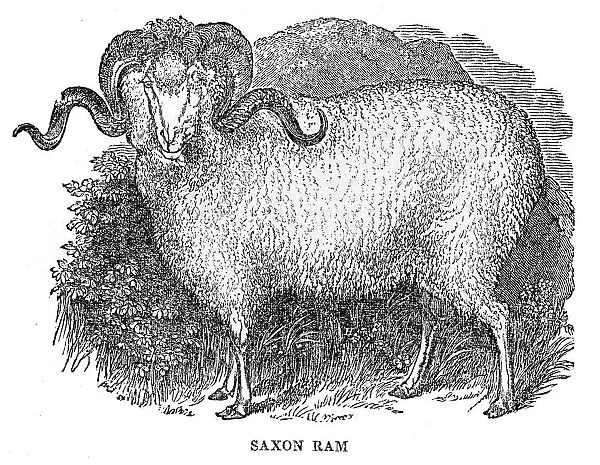 Saxon ram engraving 1844