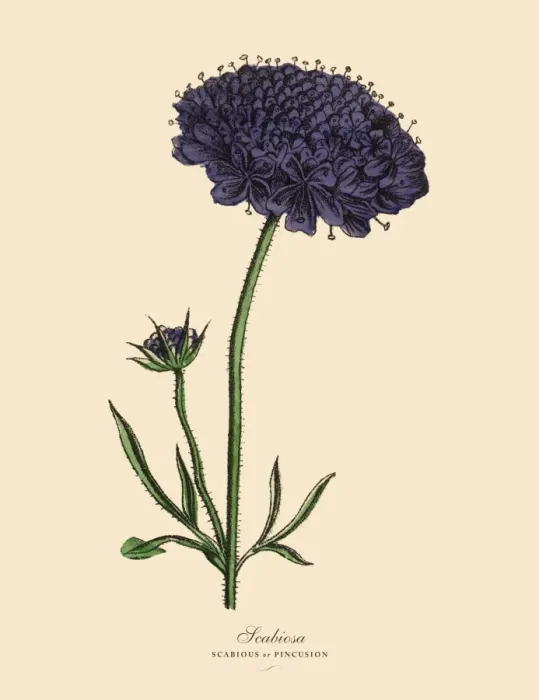 Framed Print : Scabiosa, Scabious and Pincusion Plants, Victorian Botanical Illustration Framed Print : Scabiosa, Scabious and Pincusion Plants, Victorian Botanical Illustration
