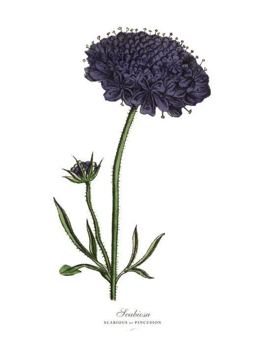 Framed Print : Scabiosa, Scabious and Pincusion Plants, Victorian Botanical Illustration Framed Print : Scabiosa, Scabious and Pincusion Plants, Victorian Botanical Illustration