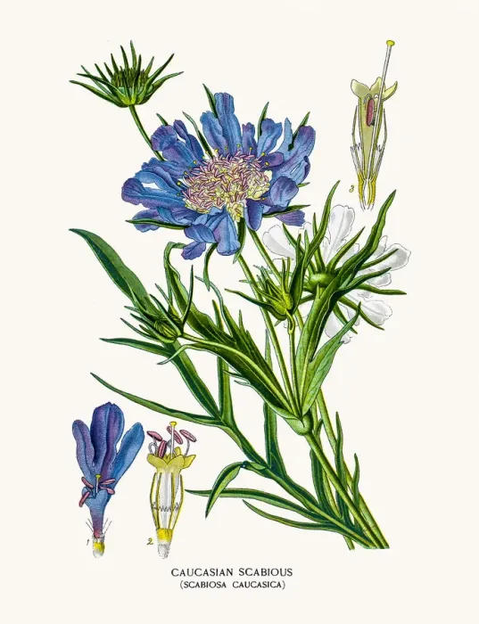Framed Print : Scabious pincushion-flower Framed Print : Scabious pincushion-flower