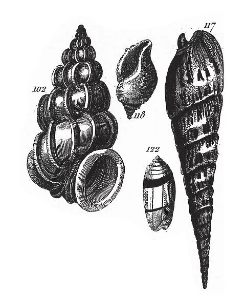 Scalaria Scalaris, Representatives of the Phyla Porifera, Coelenterata and Mollusca