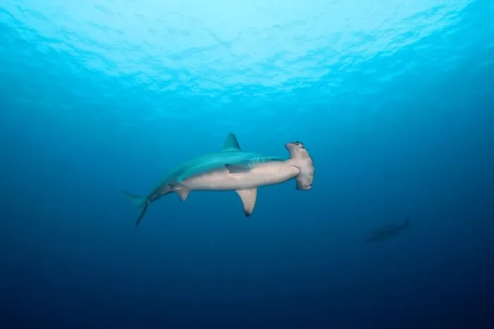 Framed Print : Scalloped Hammerhead Framed Print : Scalloped Hammerhead