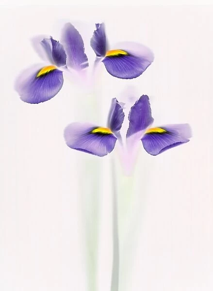 Iris. Scanned irises, inverted and hue readjusted
