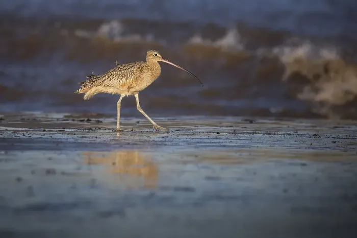 Framed Print : Scanning the Shore