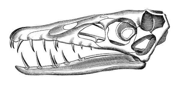 Scaphognathus Skull
