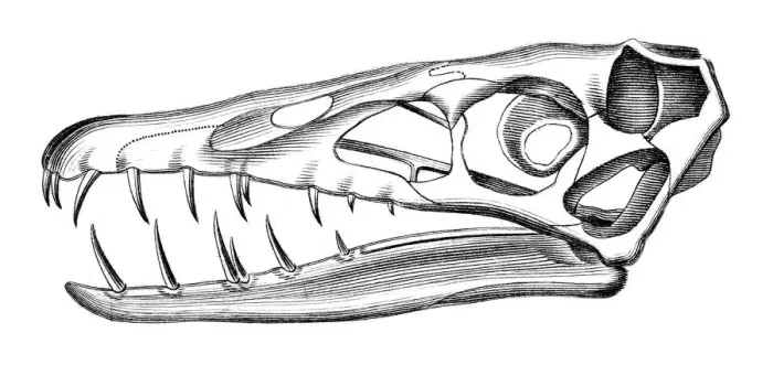 Framed Print : Scaphognathus Skull Framed Print : Scaphognathus Skull