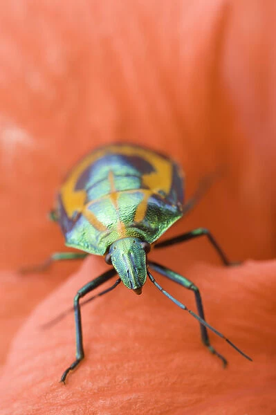 Scarab Beetle (Scarabaeidae sp. ) on a flower