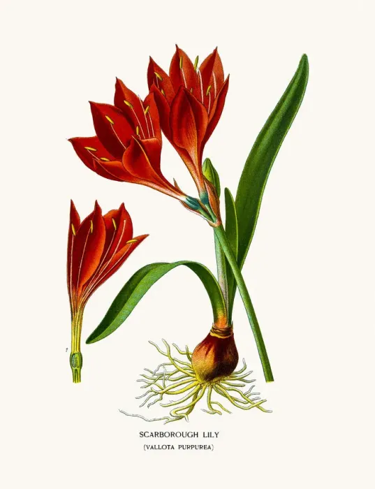 Framed Print : Scarborough Lily Framed Print : Scarborough Lily