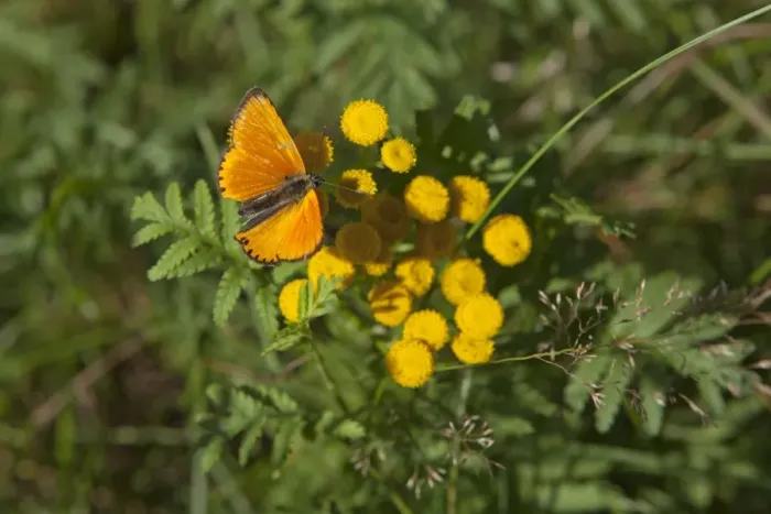Framed Print : Scarce Copper butterfly -Lycaena virgaureae-, Lueneburg Heath, Lower Saxony, Germany, Europe Framed Print : Scarce Copper butterfly -Lycaena virgaureae-, Lueneburg Heath, Lower Saxony, Germany, Europe