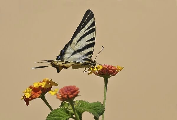 Scarce Swallowtail butterfly -Iphiclides podalirius- on Shrub Verbena, Stalida, Stalis, Crete, Greece, Europe