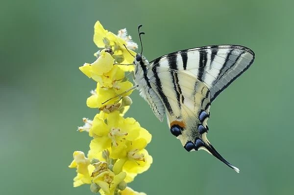 Scarce Swallowtail -Iphiclides podalirius- on mullein, Bulgaria
