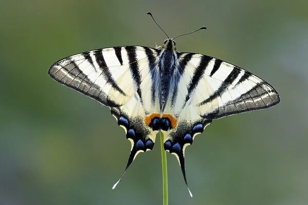 Scarce Swallowtail -Iphiclides podalirius-, upper side of the wings, Bulgaria