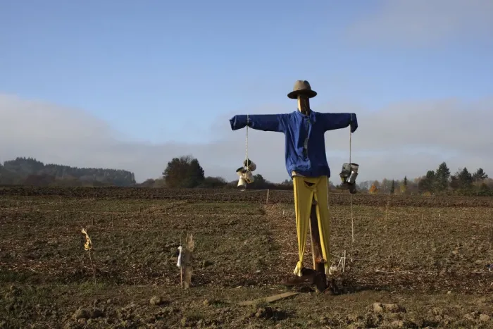 Framed Print : Scarecrow in the field, Upper Swabia, Baden-Wuerttemberg, Germany, Europe Framed Print : Scarecrow in the field, Upper Swabia, Baden-Wuerttemberg, Germany, Europe