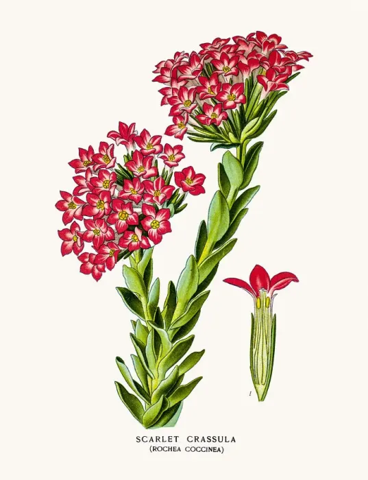 Framed Print : Scarle Crassula Framed Print : Scarle Crassula