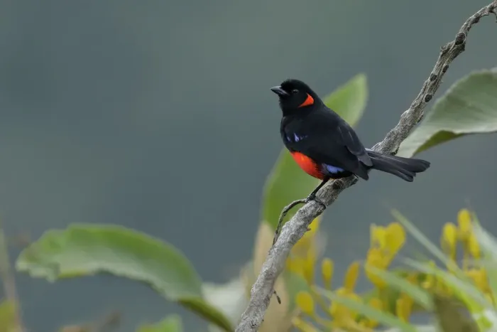 Framed Print : Scarlet-bellied Mountain-Tanager Framed Print : Scarlet-bellied Mountain-Tanager