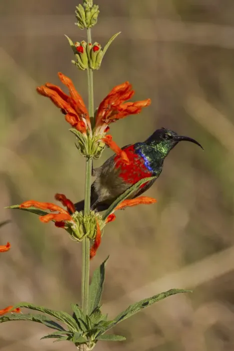 Framed Print : Scarlet-chested sunbird -Nectarinia senegalensis-, Wilderness National Park, South Africa Framed Print : Scarlet-chested sunbird -Nectarinia senegalensis-, Wilderness National Park, South Africa