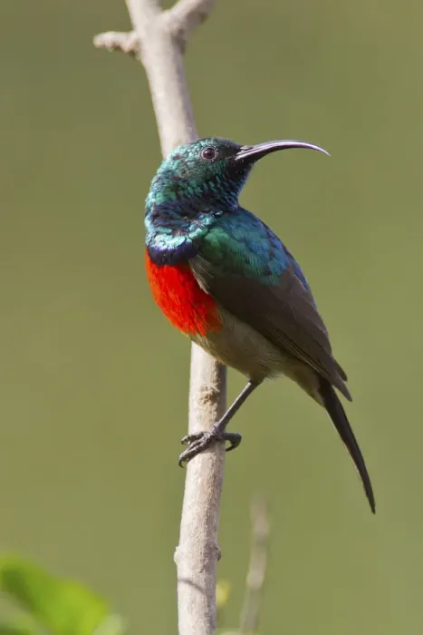 Framed Print : Scarlet-chested sunbird -Nectarinia senegalensis-, Wilderness National Park, South Africa Framed Print : Scarlet-chested sunbird -Nectarinia senegalensis-, Wilderness National Park, South Africa