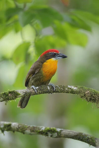 Scarlet-crowned Barbet (Capito aurovirens)