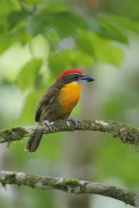 Framed Print : Scarlet-crowned Barbet (Capito aurovirens)
