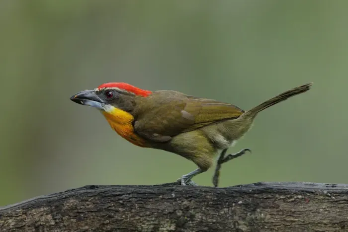 Framed Print : Scarlet-crowned Barbet (Capito aurovirens) Framed Print : Scarlet-crowned Barbet (Capito aurovirens)