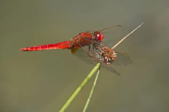 Framed Print : Scarlet Dragonfly -Crocothemis erythraea-, male, Canton of Geneva, Switzerland
