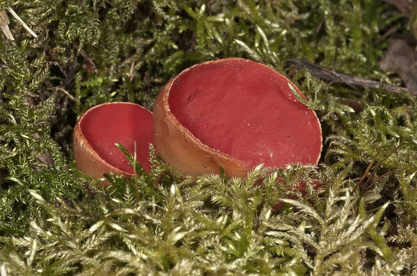 Scarlet Elf Cup -Sarcoscypha coccinea-, fruit bodies amidst moss, Lauterach, Wolfstal, Schwabische Alb, Baden-Wurttemberg, Germany