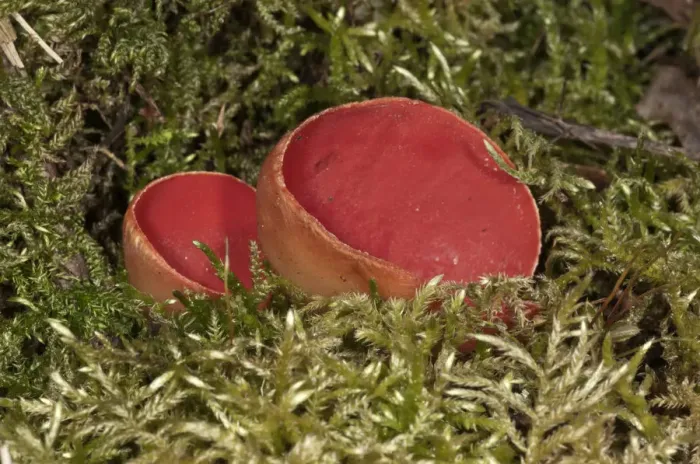 Framed Print : Scarlet Elf Cup -Sarcoscypha coccinea-, fruit bodies amidst moss, Lauterach, Wolfstal, Schwabische Alb, Baden-Wurttemberg, Germany Framed Print : Scarlet Elf Cup -Sarcoscypha coccinea-, fruit bodies amidst moss, Lauterach, Wolfstal, Schwabische Alb, Baden-Wurttemberg, Germany