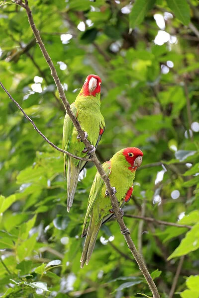Scarlet-fronted Parakeets -Aratinga wagleri-, pair on tree, captive, native to South America