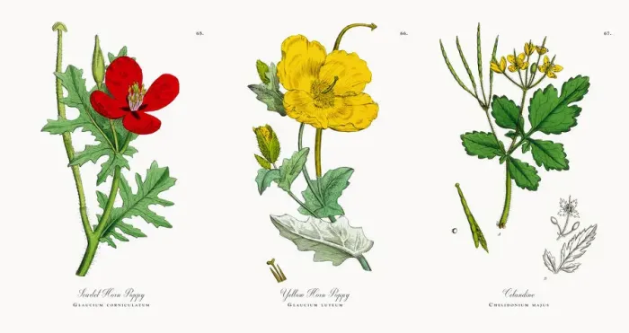 Framed Print : Scarlet Horn Poppy, Glaucium corniculatum, Victorian Botanical Illustration, 1863 Framed Print : Scarlet Horn Poppy, Glaucium corniculatum, Victorian Botanical Illustration, 1863