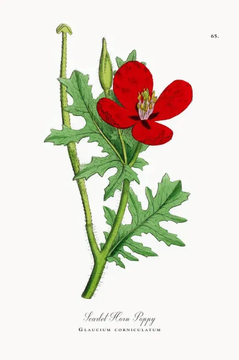 Framed Print : Scarlet Horn Poppy, Glaucium corniculatum, Victorian Botanical Illustration, 1863 Framed Print : Scarlet Horn Poppy, Glaucium corniculatum, Victorian Botanical Illustration, 1863
