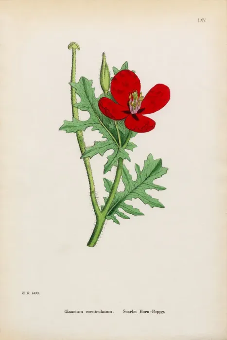 Framed Print : Scarlet Horn Poppy, Glaucium corniculatum, Victorian Botanical Illustration, 1863 Framed Print : Scarlet Horn Poppy, Glaucium corniculatum, Victorian Botanical Illustration, 1863