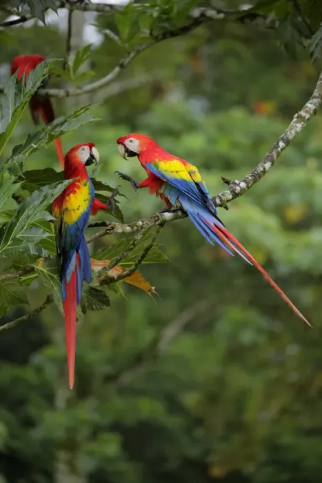 Framed Print : Scarlet Macaw Framed Print : Scarlet Macaw