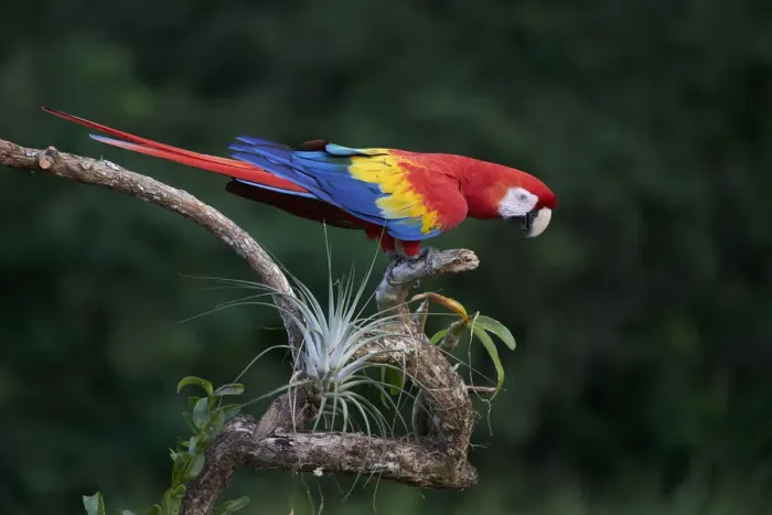 Framed Print : Scarlet Macaw Framed Print : Scarlet Macaw