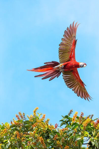 Scarlet macaw (Ara Macao) flying, Corcovado National Park, Costa Rica