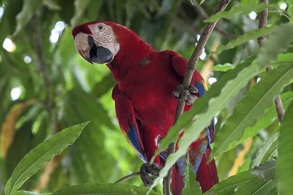 Scarlet macaw (Ara macao), sitting on a branch in a tree, Guanacaste province, Costa Rica