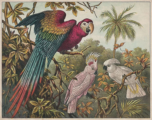 Scarlet macaw, Pink and White cockatoo, chromolithograph, published ca. 1898