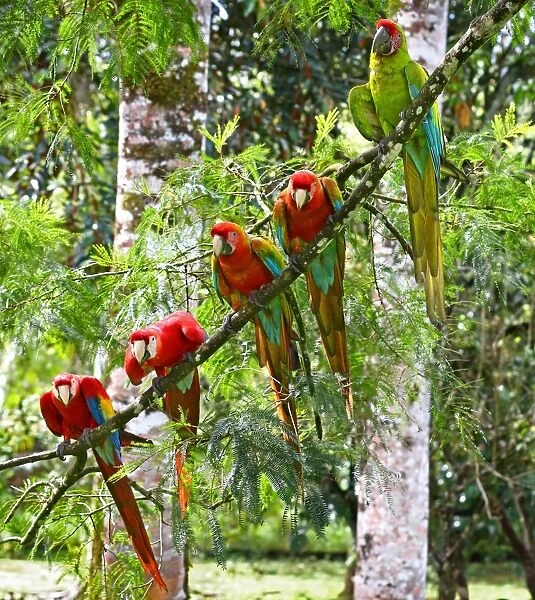 Scarlet Macaws (Ara macao), Costa Rica