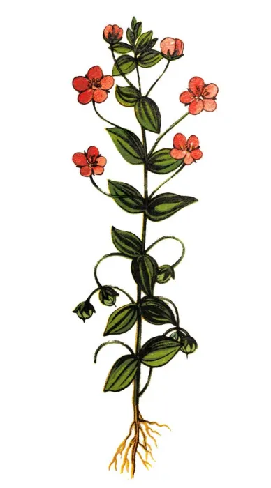 Framed Print : Scarlet pimpernel, commonly known as blue-scarlet pimpernel, red pimpernel, red chickweed, poormans barometer, poor mans weather-glass, shepherds weather glass or shepherds clock Framed Print : Scarlet pimpernel, commonly known as blue-scarlet pimpernel, red pimpernel, red chickweed, poormans barometer, poor mans weather-glass, shepherds weather glass or shepherds clock