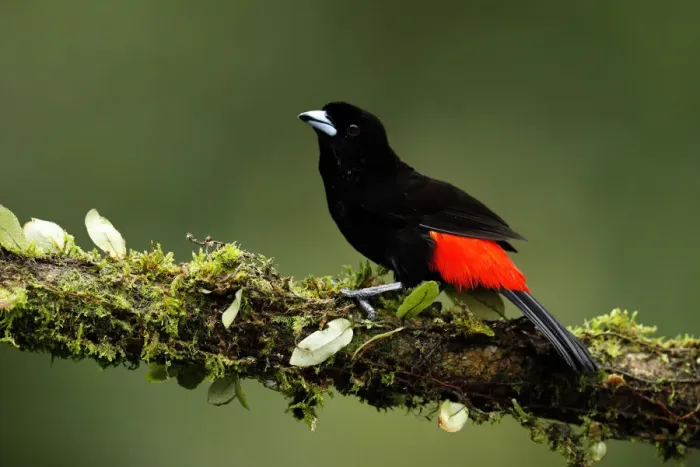 Framed Print : Scarlet-rumped Tanager Framed Print : Scarlet-rumped Tanager