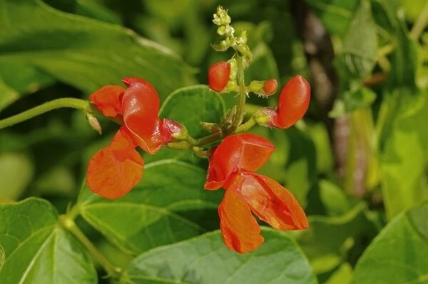 Scarlet runner bean -Phaseolus coccineus-, flower, Europe