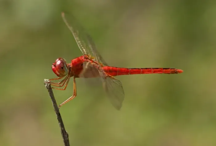 Framed Print : Scarlet skimmer, crimson darter -Crocothemis servilia-, male, Battambang, Cambodia, Southeast Asia, Asia
