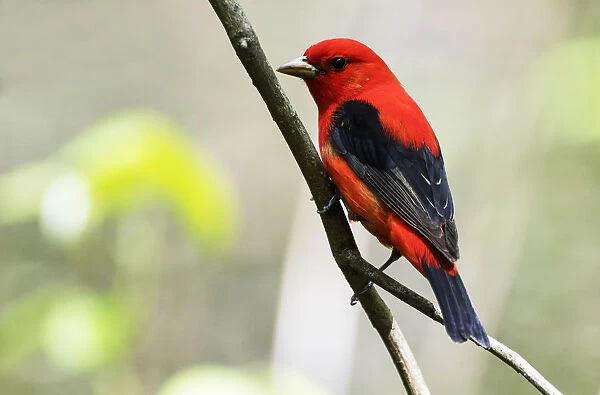 Scarlet tanager in spring