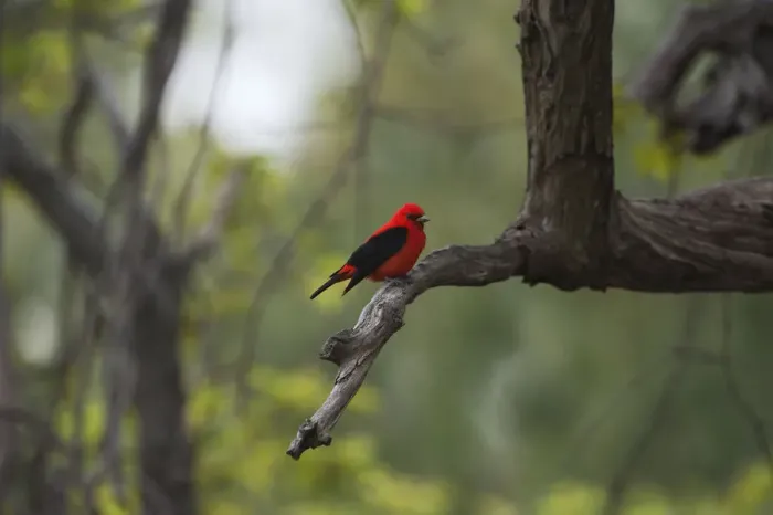Framed Print : Scarlet tanager in spring migration