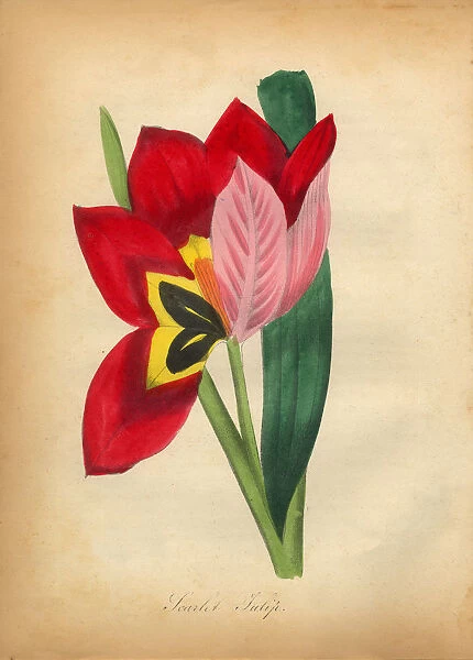 Scarlet Tulip Victorian Botanical Illustration