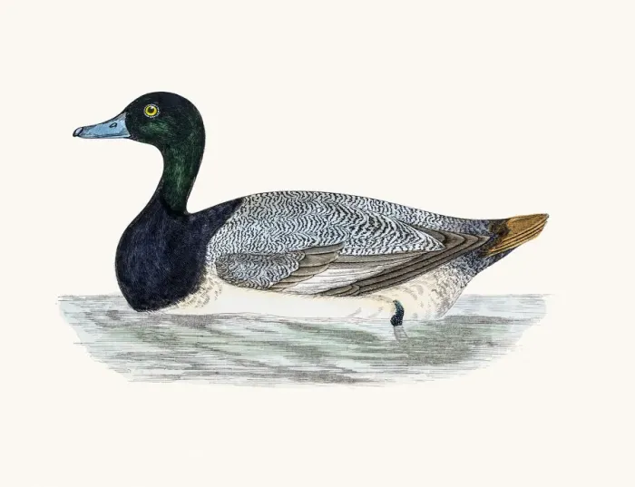 Framed Print : Scaup Duck Waterfowl bird Framed Print : Scaup Duck Waterfowl bird